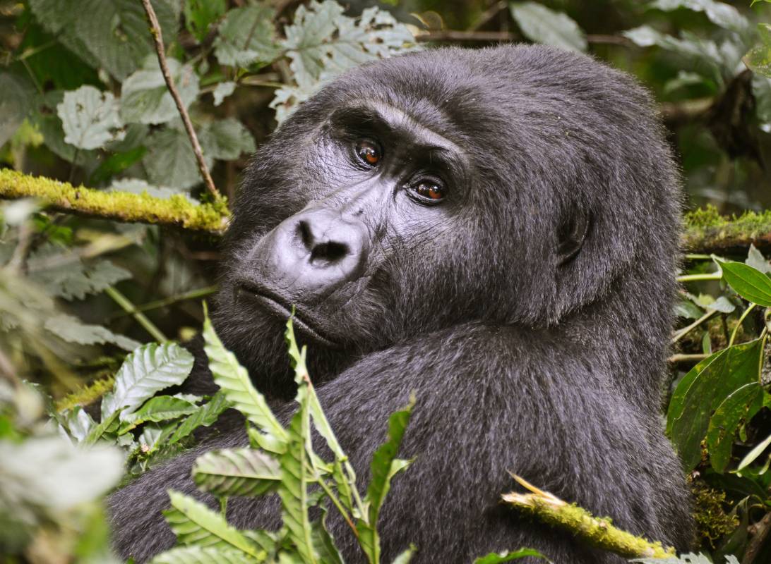 Gorilla Trekking